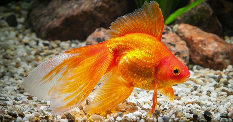  GOLD FISH