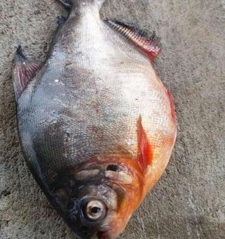 mekkara fish hatchery thrissur