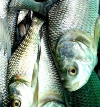 mekkara fish hatchery thrissur